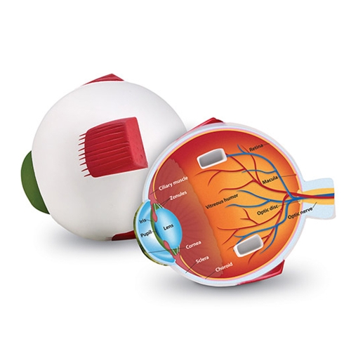 인체안구단면모형 LER1907