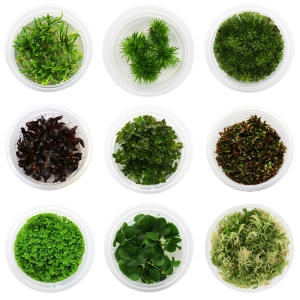 무균 배양수초 아마존 프로그비트