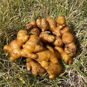 파인밀  봉동 개량종 세척생강 1kg