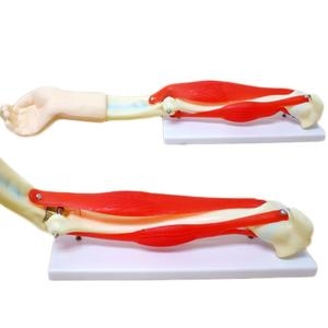 인체 팔근육 모형 R/과학/교구/수업