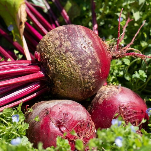 산정마을  국내산 레드비트 10kg