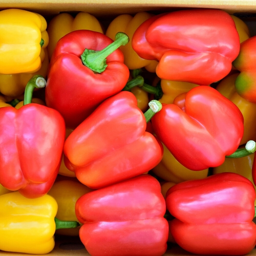 산정마을  국내산 못난이 파프리카 빨/노 혼합 2kg