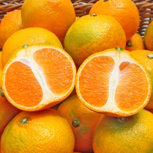 천하일품  제주 하우스 감귤 5kg 대과