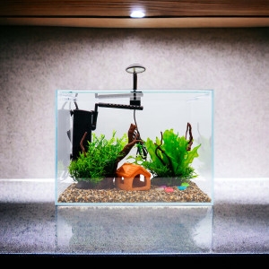 바보사랑 NEW 고운물 구피세트