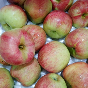 황금열매  국내산 맛있는 가정용 흠집 사과 홍로사과 10kg 소과 48-57과