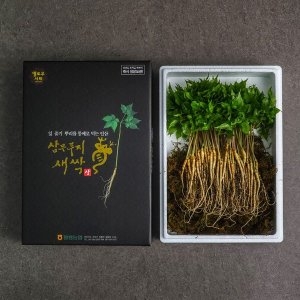 황룡농협  새싹삼 100뿌리 보통 (20cm내외)