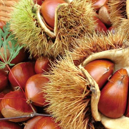 참다올  하동광양 지리산 알밤 맛밤 약단밤 3kg 특