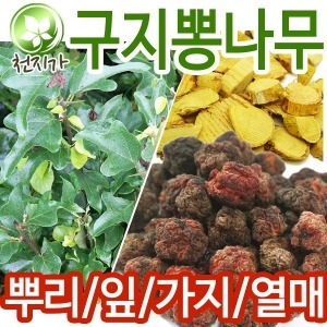 국산 구지뽕나무 꾸지뽕 열매