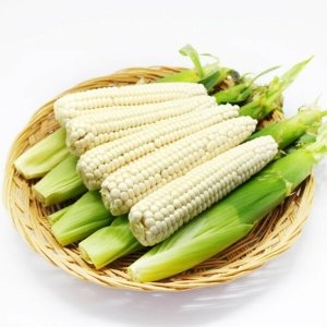 친환경팔도  급냉 괴산대학찰생옥수수 하 21개/15cm이하