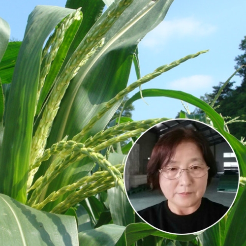 친환경팔도  괴산 공정임님의 급냉 찰옥수수 중 15개