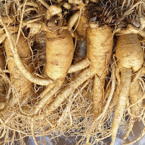 풍기인삼  수삼 난발삼 750g 8뿌리내외 6년근인삼