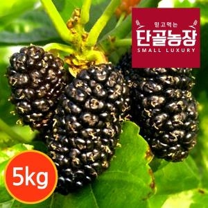 단골농장 내장산 토종 오디 생과 5kg 급냉