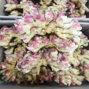 노블프레쉬 2023 햇생강 10kg