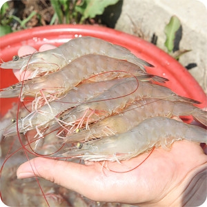 신안  활 흰다리새우 1kg 30미 내외 대하 새우철 왕새우 활새우