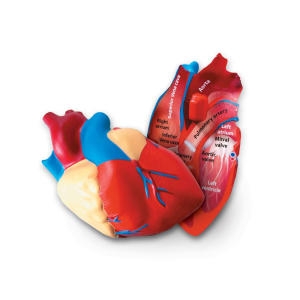 인체심장단면모형 (LER1902)
