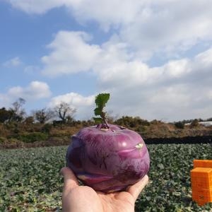 팜쿡 제주 콜라비 5kg