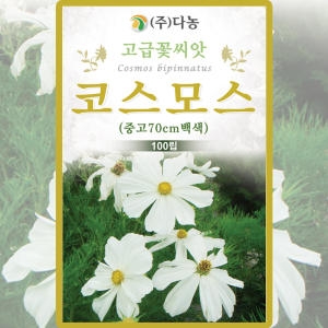 코스모스  백색 씨앗 씨 야생화 꽃 종자 100립