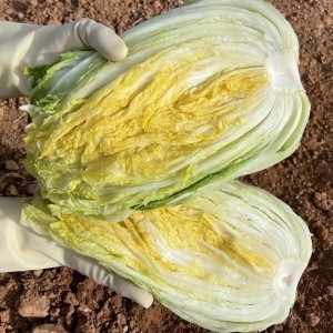 김씨농가  해남 땅끝 절임배추 20kg