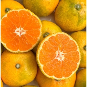 제주감귤  고당도 제주도귤 귤 제주 하우스 감귤 대과 10kg