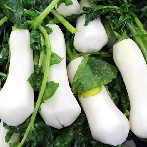 참다올  절임 알타리무 2kg