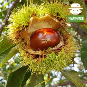 삼촌밥먹자  충주 유기농 알밤 대 2kg