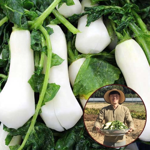 참다올  절임 알타리무 10kg