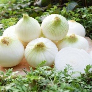 친환경팔도  팔도농장 달큰한 식자재용 무안 햇 양파 특 20kg