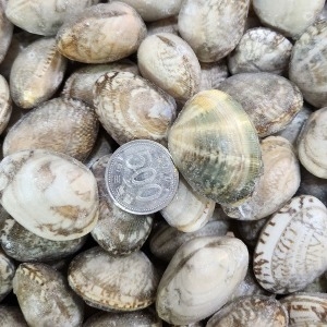 조은상사  냉동 피바지락3kg봉 해감조개 조개탕 바지락 칼국수 중국산