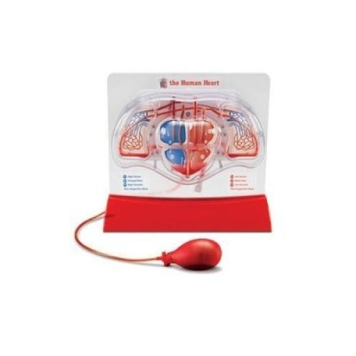 사이언스119 심장박동 시뮬레이션/JS-22542