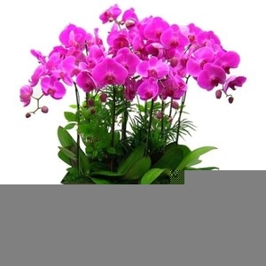 젠틀맨플라워  호접란  f_110  서양난/동양난