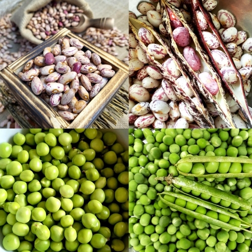 농랑부랑  국산 완두콩 호랑이콩 강낭콩 풋콩 호랑이강낭콩 매화콩 울타리콩 건조강낭콩500g 1개