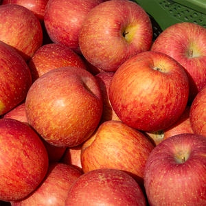 더조은푸드  우박맞은 못난이 꿀사과 흠과 29-31과(개) 5kg