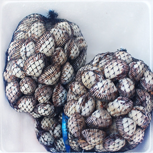 지투지샵  새꼬막 1kg 대사이즈