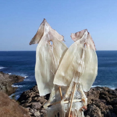 우체국쇼핑  가을바다 부드러운 마른오징어 20마리 1kg 건오징어