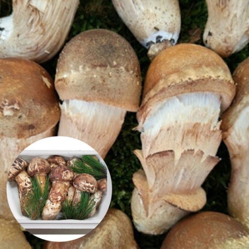 한식단  무농약 참송이버섯 1kg 상품 선물용 가정용