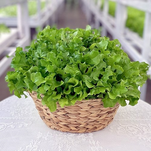 바른팜  무농약 유러피안 샐러드 야채 쌈채소 대용량 1kg 버터헤드 카이피라 이자벨 프릴아이스