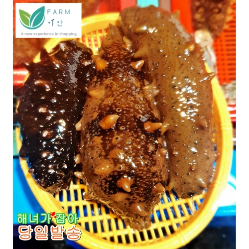 죽도시장 동해바다 해녀가 직접 잡은 자연산 대해삼 1kg 홍삼 흑삼 해삼대자1kg 5미내외 1개 - 에누리 가격비교
