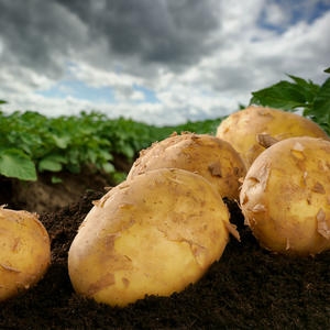 A테이블 햇 수미감자 특대 5kg