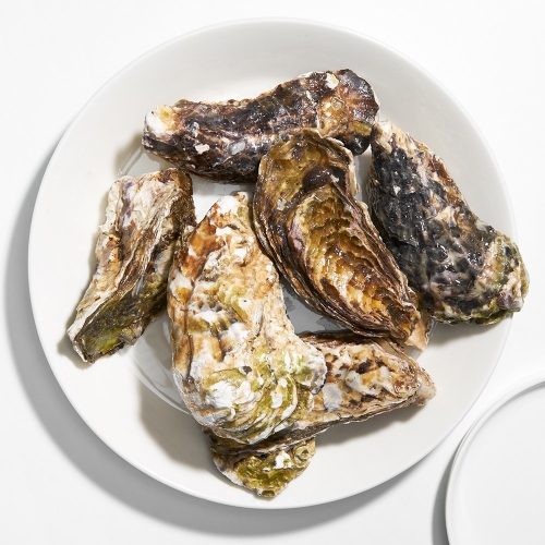삼삼해물 거제도 프리미엄 개체굴 삼배체 생굴 석화 1kg 1개 - 에누리 가격비교