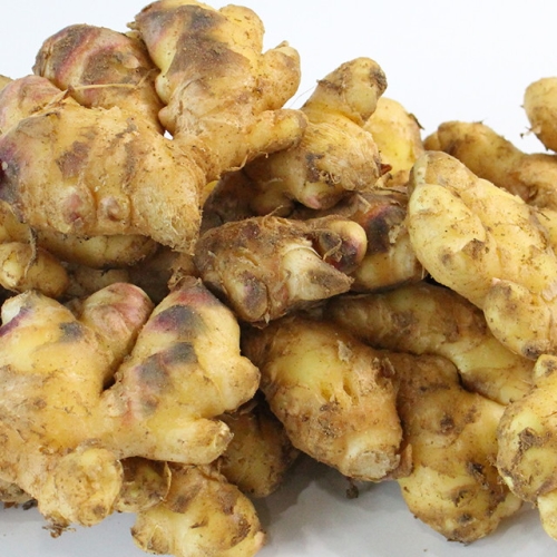 친환경팔도  팔도농장 23년 서산 햇 흙생강 1kg