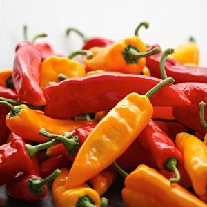 우체국쇼핑  산지별미 오아로파프리카 고당도 트리벨리 파프리카 1.5kg