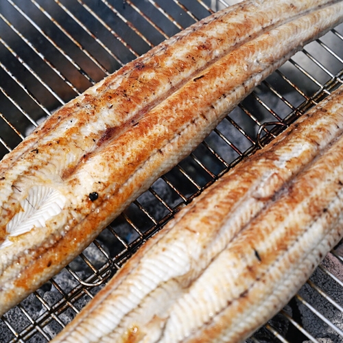 고창풍천장어  고창 풍천장어 민물장어 자포니카 장어 1kg/손질후450g내외