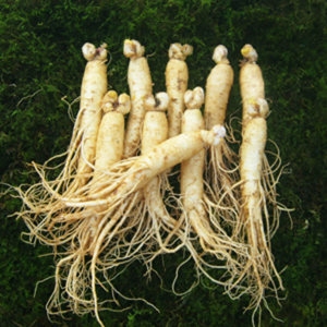 금산인삼  원수삼 대 9-11뿌리 750g 참인삼