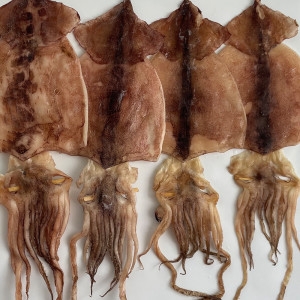 신건호멸치  동해안 햇 반건조오징어 파품오징어 파지오징어 1kg