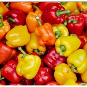 지지팜  파프리카 못난이 빨강 노랑 주황 산지직송