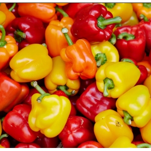 지지팜  파프리카 못난이 2kg 빨강 노랑 주황 산지직송