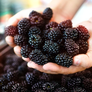 산들해  햇 슈퍼 복분자 3kg 냉동