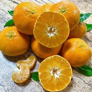 바른솝 제주 레드향 가정용 10kg