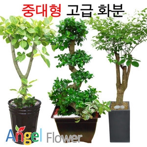 엔젤플라워  중대형 고급 화분