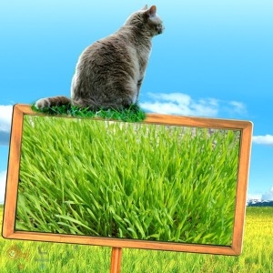 영농사 캣그라스